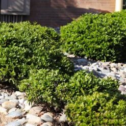 Needlepoint Holly -GreenNest Store Needlepoint Holly 5