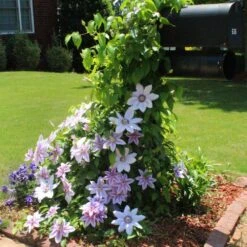 Nelly Moser Clematis Vine -GreenNest Store Nely Moser Clematis 3