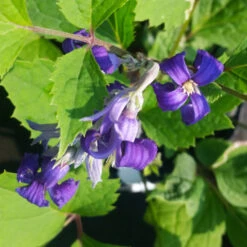 New Love Clematis Shrub -GreenNest Store New Love clematis 1