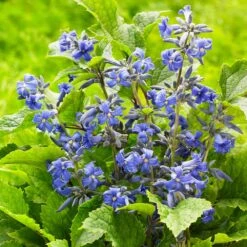 New Love Clematis Shrub -GreenNest Store New Love clematis 3