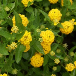 New Gold Lantana -GreenNest Store New gold Lantana 3