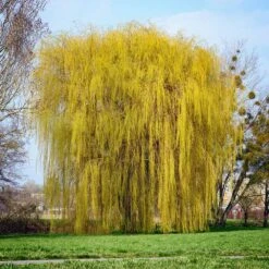 Niobe Golden Weeping Willow -GreenNest Store Niobe weeping willow 1