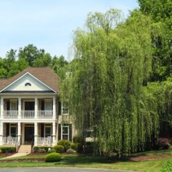 Niobe Golden Weeping Willow -GreenNest Store Niobe weeping willow 3