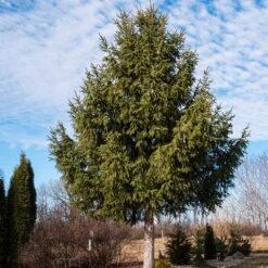 Norway Spruce Tree -GreenNest Store Norway Spruce 2 FGT