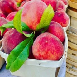 O'Henry Peach Tree 7 O'Henry Peach Tree -GreenNest Store OHenry Peach 3