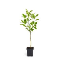 Calamondin Tree -GreenNest Store ORG CAL 12 1QT