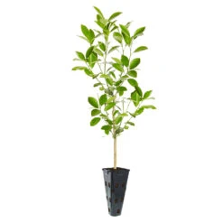 Calamondin Tree -GreenNest Store ORG CAL 23 C