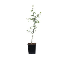 Hardy Orange Tree 'Flying Dragon' -GreenNest Store ORG JHO 12 1QT