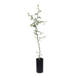 Hardy Orange Tree 'Flying Dragon' -GreenNest Store ORG JHO 23 C