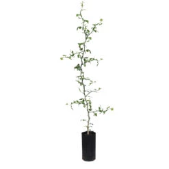 Hardy Orange Tree 'Flying Dragon' -GreenNest Store ORG JHO 34 C