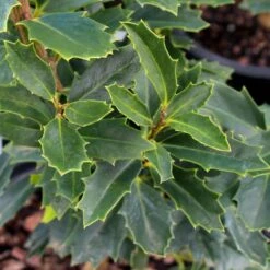 Oak Leaf™ Holly Tree -GreenNest Store Oak Leaf Holly 3