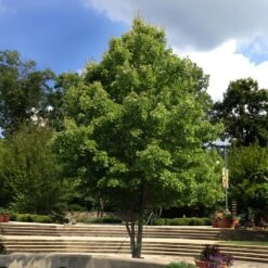 October Glory Red Maple Tree -GreenNest Store October Glory Maple 1 FGT