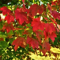 October Glory Red Maple Tree -GreenNest Store October Glory Maple 2 FGT