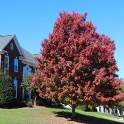 October Glory Red Maple Tree -GreenNest Store October Glory Maple 4