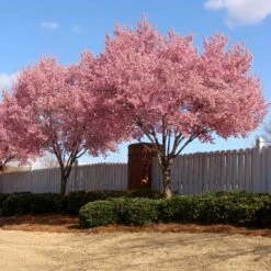 Okame Cherry Tree -GreenNest Store Okame Cherry 02 FGT