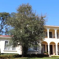 Oliana Olive Tree 5 Oliana Olive Tree -GreenNest Store Oliana Olive 2