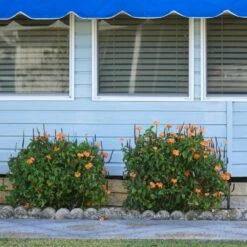 Orange Marmalade Crossandra Shrub -GreenNest Store Orange Marrmelade Crossandra 4