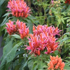 Orange Shrimp Plant -GreenNest Store Orange Shrim plant 2 BB