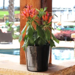 Orange Shrimp Plant -GreenNest Store Orange Shrim plant 3