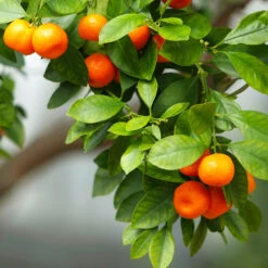 Owari Satsuma Mandarin Tree - USDA Organic -GreenNest Store Owari Satsuma Mandarin 3 5ad26f0d 36bb 4190 a2a3 1cf6d76e8b3b