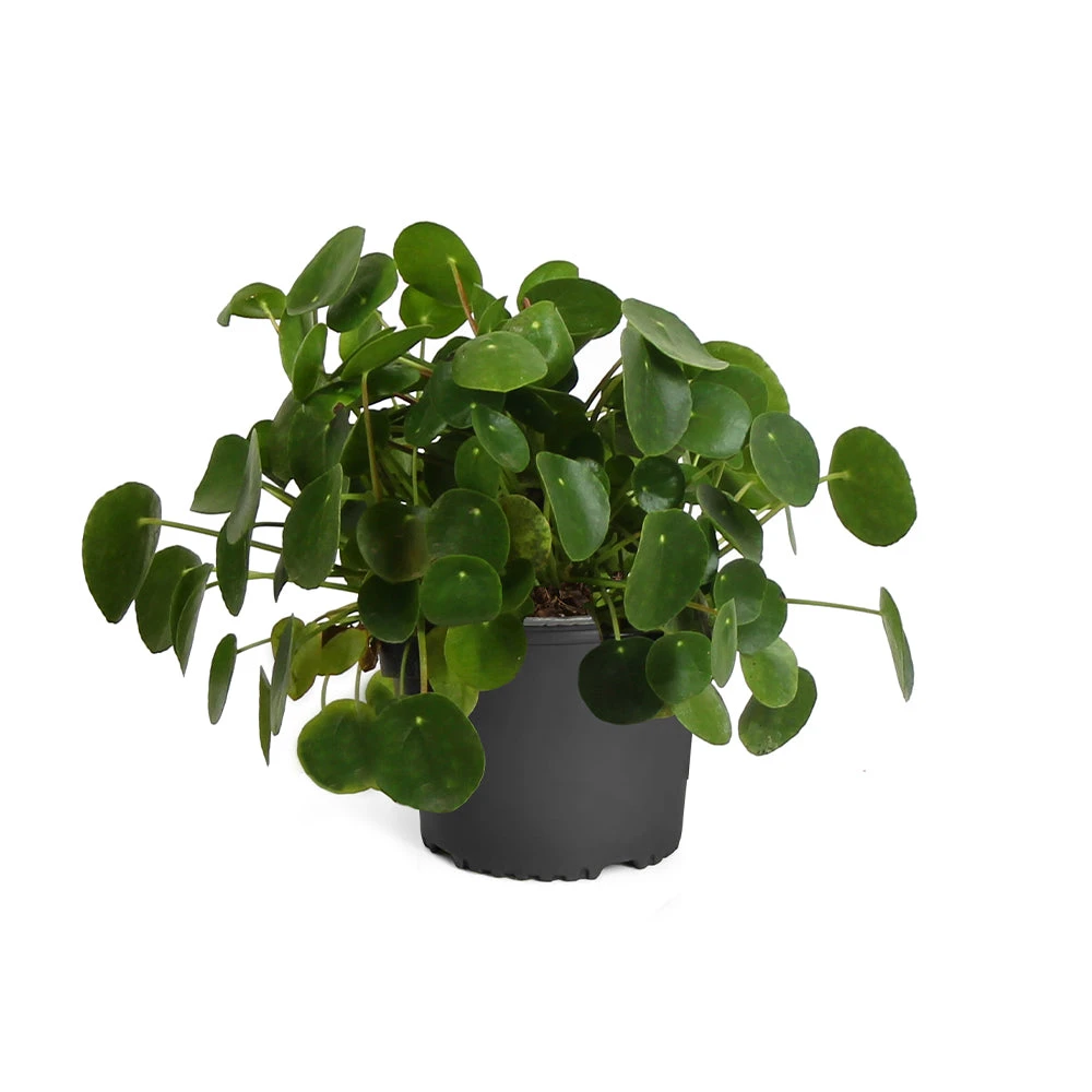 Pilea Peperomioides (Pancake Plant) 6 Pilea Peperomioides (Pancake Plant) - Image 6