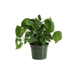 Pilea Peperomioides (Pancake Plant) 13 Pilea Peperomioides (Pancake Plant) -GreenNest Store PIL PEP6 standard pot