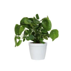 Pilea Peperomioides (Pancake Plant) 11 Pilea Peperomioides (Pancake Plant) -GreenNest Store PIL PEP6 white delilah