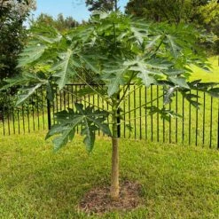 Papaya Tree -GreenNest Store Papaya 10