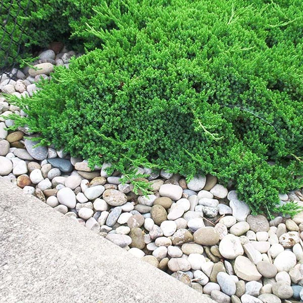 Parson’s Juniper 1 Parson’s Juniper