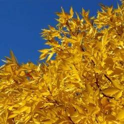 Patmore Green Ash Tree -GreenNest Store Patmore Green Ash 2