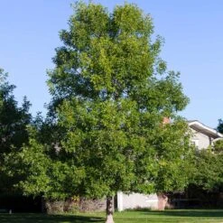 Patmore Green Ash Tree -GreenNest Store Patmore Green Ash 4