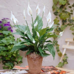 Peace Lily Plant 13 Peace Lily Plant -GreenNest Store Peace Lily 3