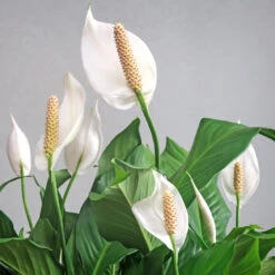 Peace Lily Plant 12 Peace Lily Plant -GreenNest Store Peace Lily 6