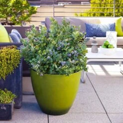 Bushel And Berry® Peach Sorbet™ Blueberry Bush 10 Bushel And Berry® Peach Sorbet™ Blueberry Bush -GreenNest Store Peach Sorbet BLueberry 2 FGT