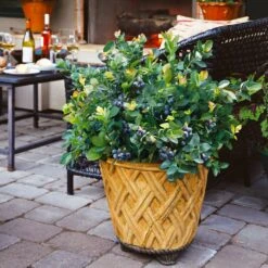 Bushel And Berry® Peach Sorbet™ Blueberry Bush 12 Bushel And Berry® Peach Sorbet™ Blueberry Bush -GreenNest Store Peach Sorbet BLueberry 3 BB