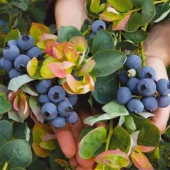 Bushel And Berry® Peach Sorbet™ Blueberry Bush 9 Bushel And Berry® Peach Sorbet™ Blueberry Bush -GreenNest Store Peach Sorbet BLueberry 7