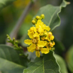 Peanut Butter Fruit Tree -GreenNest Store Peanut Butter Tree 7