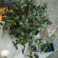 Bushel And Berry® Perpetua Blueberry 9 Bushel And Berry® Perpetua Blueberry -GreenNest Store Perpetua Blueberry 1 FGT