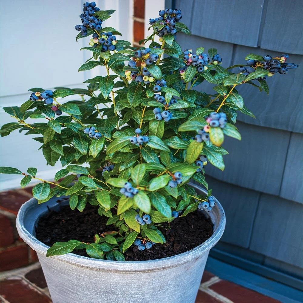 Bushel And Berry® Perpetua Blueberry 2 Bushel And Berry® Perpetua Blueberry - Image 2