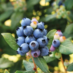 Bushel And Berry® Perpetua Blueberry 8 Bushel And Berry® Perpetua Blueberry -GreenNest Store Perpetua Blueberry 6 FGT