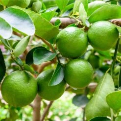 Persian 'Bearss' Lime Tree -GreenNest Store Persian Lime Tree 5 FGT