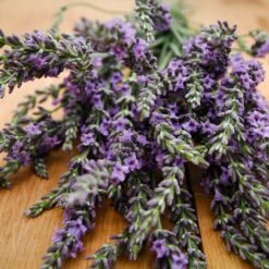 Phenomenal™ Lavender Plant -GreenNest Store Phenomenal Lavender 3 FGT