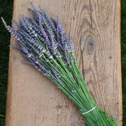 Phenomenal™ Lavender Plant -GreenNest Store Phenomenal Lavender 7