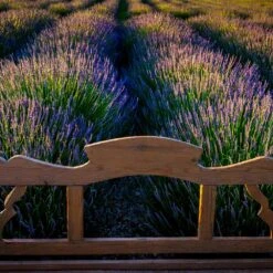 Phenomenal™ Lavender Plant -GreenNest Store Phenomenal Lavender 8 FGT