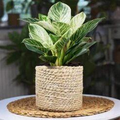 Rare House Plant Kit -GreenNest Store Philodendron Birkin 1 2d3789b2 defd 41b8 b089 45b1edca4363