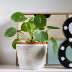 Pilea Peperomioides (Pancake Plant) 9 Pilea Peperomioides (Pancake Plant) -GreenNest Store Pilea Pancake Plant 3 FGT