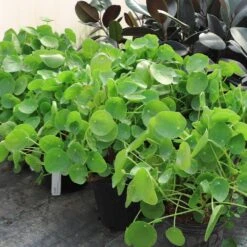 Pilea Peperomioides (Pancake Plant) 10 Pilea Peperomioides (Pancake Plant) -GreenNest Store Pilea Pancake Plant 6
