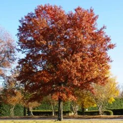 Pin Oak Tree -GreenNest Store Pin Oak 5 FGT