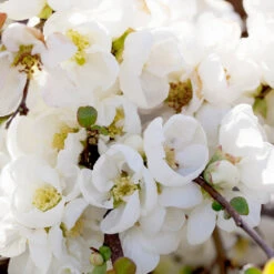 Pineapple Quince Tree -GreenNest Store Pineapple Quince 1 FGT