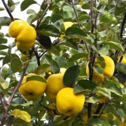 Pineapple Quince Tree -GreenNest Store Pineapple Quince 7